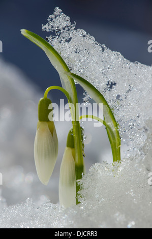 Snowdrops nella neve, galanthus, Germania Foto Stock