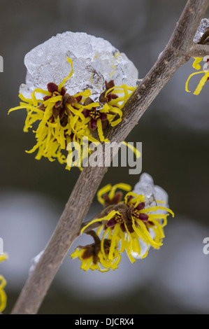 Strega-Hazel, hamamelis Foto Stock