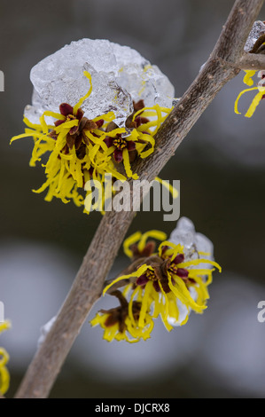 Strega-Hazel, hamamelis Foto Stock