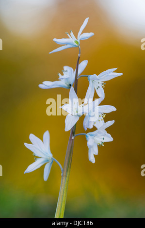 Gloria-della-Neve, chionodoxa Foto Stock