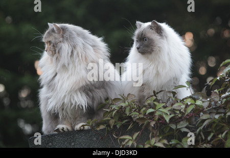 Due gatti Ragdoll seduto su un capannone Foto Stock