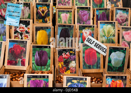 Bulbi di tulipani in vendita presso il mercato dei fiori galleggiante di Amsterdam, Paesi Bassi Foto Stock