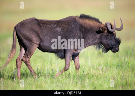 Nero gnu è sa anche come un bianco-tailed gnu.Essi sono endemiche per la parte meridionale dell'Africa. Foto Stock