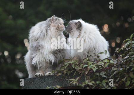 Due gatti Ragdoll seduto su un capannone Foto Stock