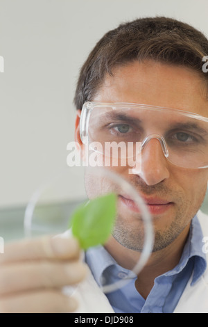 Concentrato scienziato maschio guardando una capsula petri contenente una foglia Foto Stock