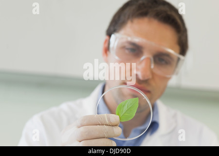 Bel giovane scienziato guardando una capsula petri contenente una foglia Foto Stock