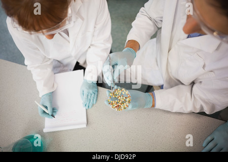 Angolo di alta vista di due scienziati che lavorano insieme Foto Stock