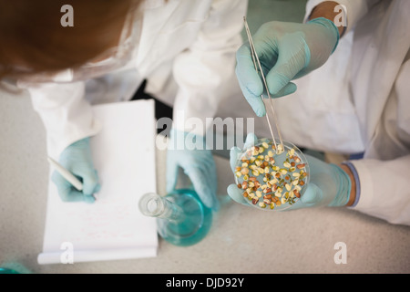 Due scienziati indossando camici da laboratorio lavora con una capsula di petri e en matraccio di erlenmeyer Foto Stock