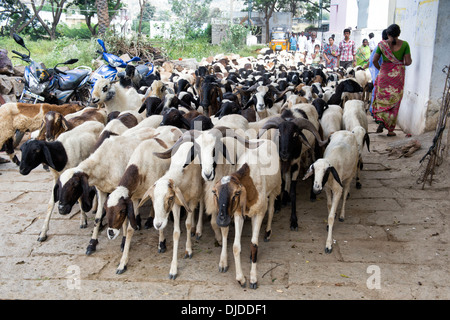 Allevamento di capre proveniente attraverso un rurale villaggio indiano. Andhra Pradesh, India Foto Stock