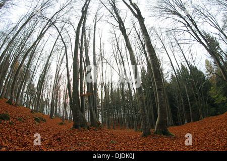 Foresta con molte foglie secche fotografato con un obiettivo fisheye in autunno Foto Stock