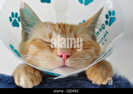 Il gatto domestico con un rinforzo del collo a seguito di una visita dei veterinari Foto Stock
