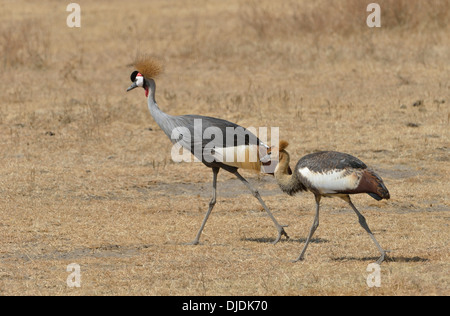 Nero gru coronata (Balearica pavonina) nel cratere di Ngorongoro, Ngorongoro Conservation Area, Tanzania Foto Stock