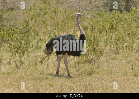 Struzzo africano (Struthio camelus) nel cratere di Ngorongoro, Ngorongoro Conservation Area, Tanzania Foto Stock