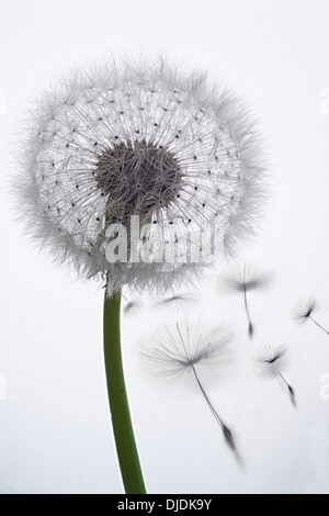 Tarassaco orologio (Tataxacum sp.) la perdita di semi nel vento Foto Stock