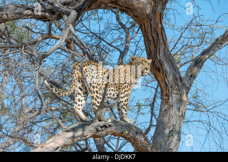 Leopard (Panthera pardus) nella struttura ad albero, Khomas, Namibia Foto Stock