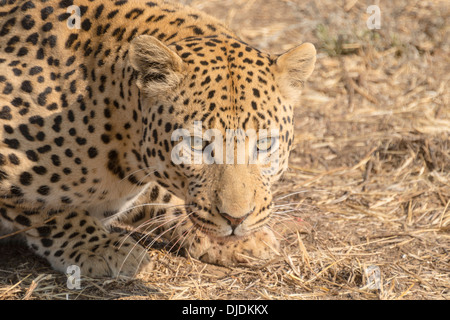 Leopard (Panthera pardus), Khomas, Namibia Foto Stock