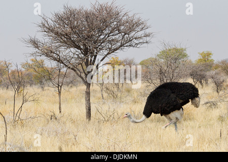 Struzzo o comune (struzzo Struthio camelus), maschio, foraggio per il cibo, il Parco Nazionale di Etosha, Namibia Foto Stock