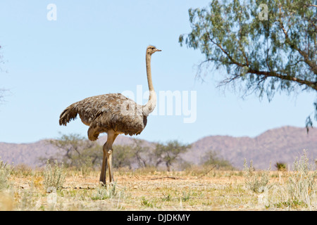 Struzzo o comune (struzzo Struthio camelus), femmina, il Parco Nazionale di Etosha, Namibia Foto Stock