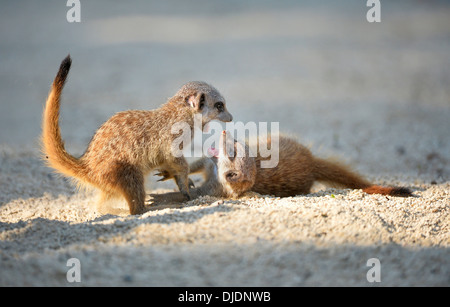 Meerkats (Suricata suricatta), riproduzione di giovani, scuffling, nativo di Africa, prigionieri Baden-Wuerttemberg, Germania Foto Stock