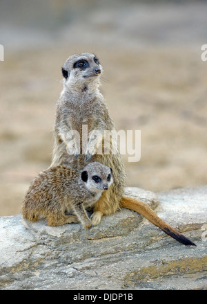 Meerkats (Suricata suricatta), giovane animale e animale adulto, nativo di Africa, prigionieri Baden-Wuerttemberg, Germania Foto Stock