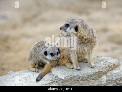 Meerkats (Suricata suricatta), giovane animale e animale adulto, nativo di Africa, prigionieri Baden-Wuerttemberg, Germania Foto Stock