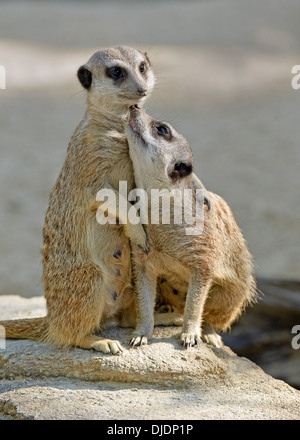 Meerkats (Suricata suricatta), giovani, nativo di Africa, prigionieri Baden-Wuerttemberg, Germania Foto Stock