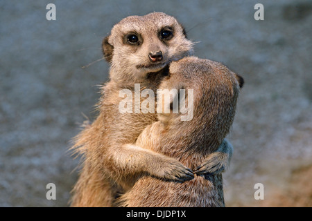 Meerkats (Suricata suricatta) giovani abbracciando, nativo di Africa, prigionieri Baden-Wuerttemberg, Germania Foto Stock