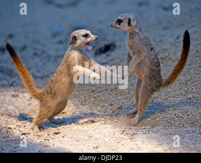 Meerkats (Suricata suricatta), riproduzione di giovani, scuffling, nativo di Africa, prigionieri Baden-Wuerttemberg, Germania Foto Stock