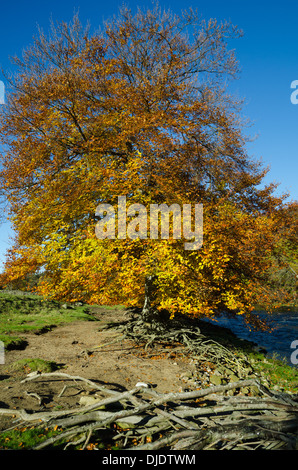 Faggeta in autunno con radici esposte Foto Stock