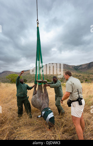 (Diceros simum) essendo preparato per un ponte aereo in elicottero.Ithala game reserve.Sud Africa Foto Stock