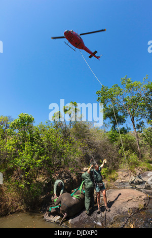 Rinoceronte nero (Diceros simum) essendo preparato per un ponte aereo in elicottero.Ithala game reserve.Sud Africa Foto Stock