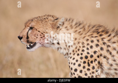 Cheetah giovani maschi di un anno di età. Masaï Mara, Kenya Foto Stock