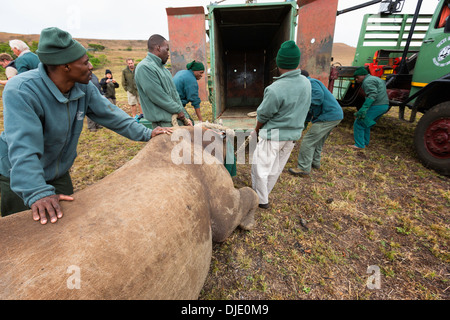 Rinoceronte nero (Diceros simum)essendo caricato in una cassa per la traslocazione.Ithala game reserve.Sud Africa Foto Stock