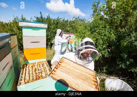 Gli apicoltori che lavorano in Apiario Foto Stock