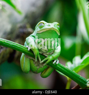 Green Monkey rana nella foresta Foto Stock