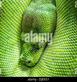 Occhio di green tree python Foto Stock