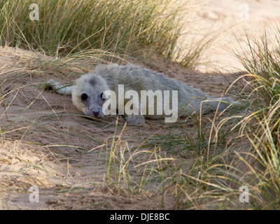 Il nuovo nato della guarnizione grigio pup sulla spiaggia Foto Stock