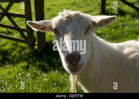 Testa di una capra saanen castrato con la sua barba. Foto Stock