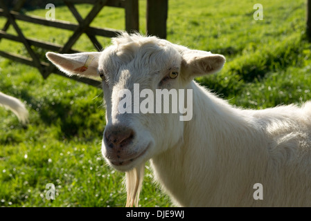 Testa di una capra saanen castrato con la sua barba. Foto Stock