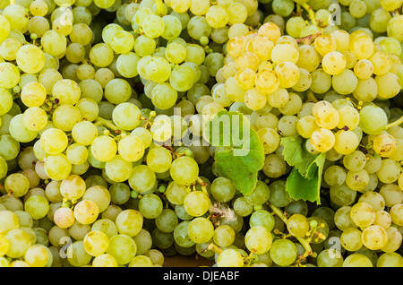 Uve Niagara sul display presso il locale mercato degli agricoltori Foto Stock