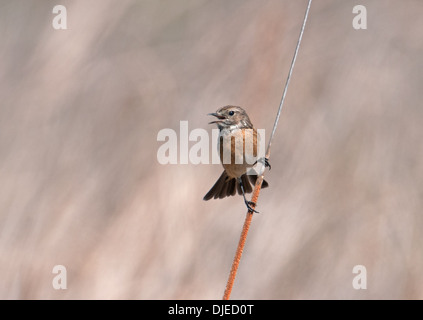 Femmina torquata Stonechat-Saxicola, appollaiato su un Bulrush-Scirpus lacustris, cantando. Regno Unito Foto Stock