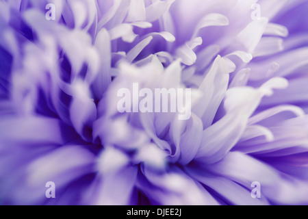 Stupendo close up malva blu aster Jane Ann Butler JABP Fotografia863 Foto Stock