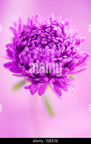 Un perfetto lilla fiore aster Jane Ann Butler JABP Fotografia865 Foto Stock