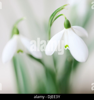 Affascinante snowdrop galanthus Jane Ann Butler JABP Fotografia897 Foto Stock