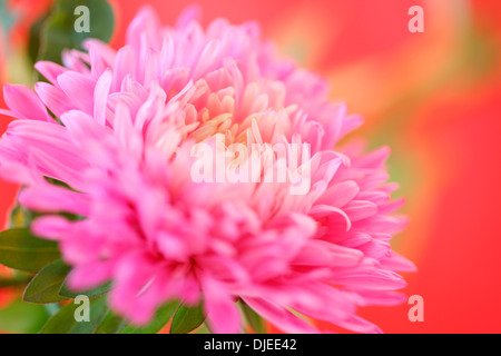 Splendida atmosfera fresca aster su red Jane Ann Butler JABP Fotografia877 Foto Stock