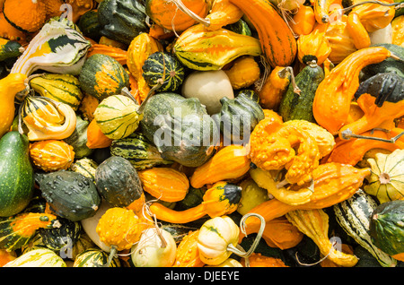 Zucche decorative in mostra presso il mercato degli agricoltori Foto Stock