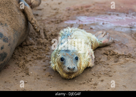 Appena nato guarnizione grigio pup (Halichoerus grypus) sulla spiaggia con la sua madre in background, Donna Nook, REGNO UNITO Foto Stock