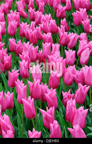 Collezione di tulipani rosa per crescere insieme Foto Stock
