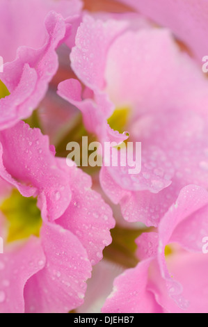 Coperti di rugiada fiori di Primrose Foto Stock