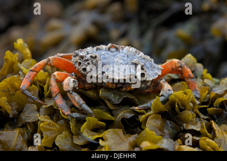 Unione shore crab / verde granchio (Carcinus maenas), specie estranee invasive a bassa marea su alga, nativo di Oceano Atlantico Foto Stock
